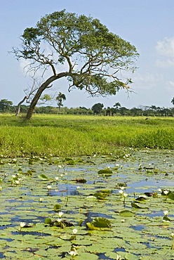 Pond with water lilies, Punta Cana, Dominican Republic, Central America