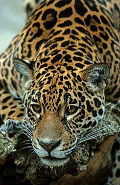 Jaguar (Panthera onca)