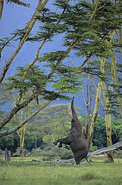 African Bush Elephant (Loxodonta africana) feeding on an acacia tree, Ngorongoro Crater, Tanzania, Africa