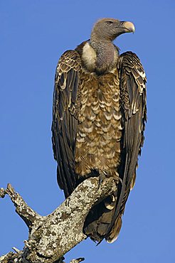 Rueppell's Vulture (Gyps rueppellii), Serengeti, Tanzania