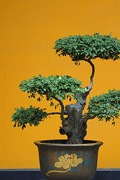 Bonsai tree, China