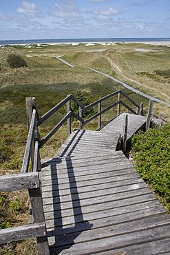 Wooden walkway through a heath landscape, North Sea, Amrum Island, Schleswig-Holstein, Germany, Europe