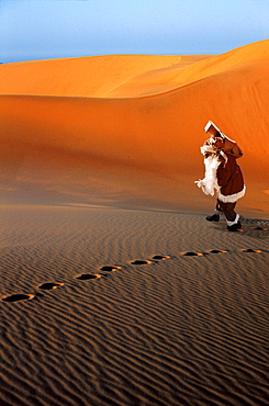 Santa Claus lost in the desert