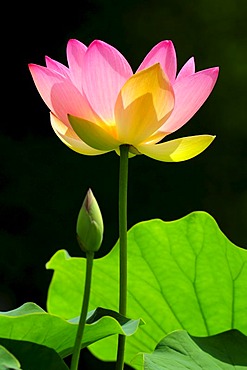 Pink Lotus (Nelumbo) flower with a bud