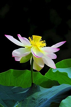 Open Lotus (Nelumbo) flower