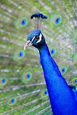 Indian Peafowl or Blue Peacock (Pavo cristatus)