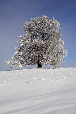 European Beech (Fagus sylvatica), with hoarfrost