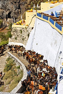 Donkeys are waiting for tourists to carry them down to the old harbour, Thira, Santorini, Greece