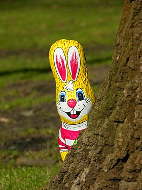 A chocolate Easter bunny looking from behind a trunk