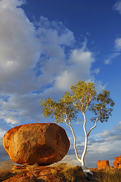 Gum tree and rock, Devil's Marbles (Karlu Karlu), Northern Territory, Australia