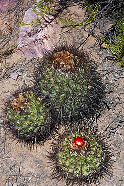 Blooming cactus, Tilcara, Jujuy Province, Argentina, South America