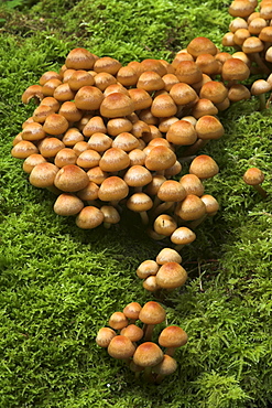 Mushrooms growing on a moss covered tree stump, Eyachtal, Northern Black Forest, Baden-Wuerttemberg, Germany, Europe