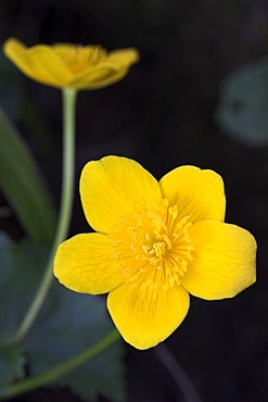 Kingcup, Marsh Marigold (Caltha palustris) in the Eyach Valley, Northern Black Forest, Baden-Wuerttemberg, Germany, Europe