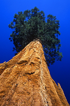 Giant Sequoia (Sequoiadendron giganteum), Mariposa Grove, Yosemite National Park, California, USA