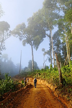 Hiking through the fog, road construction in a rain forest, Kachin State, Burma, Myanmar, Asia