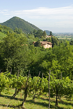 Hilly landscape, vineyards, Colli Euganei (Euganean Hills) near Padua, Veneto, Italy