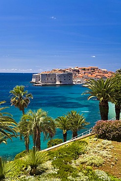 View through palm trees onto Dubrovnik's historic centre and UNESCO World Heritage Site, Ragusa, Dubrovnik-Neretva, Dalmatia, Croatia, Europe