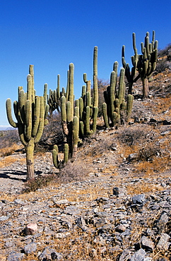 Cacti, cactuses near Tafi del Valle, Tucuman Province, Argentina