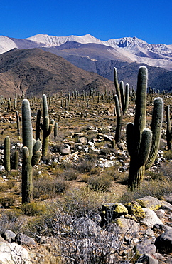 Cacti at the foot of Mt. Nevado de Cachi, Salta Province, Argentina