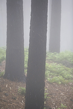 Trunks and ferns in cloud forest, Madeira, Portugal