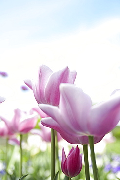 Pink Tulips