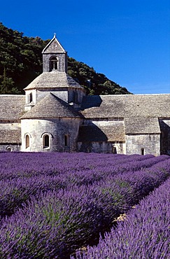 Lavender fields in front of Abbaye Senanque in Gordes, Provence, France