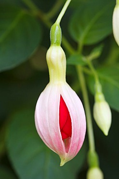 Fuchsia (Fuchsia)