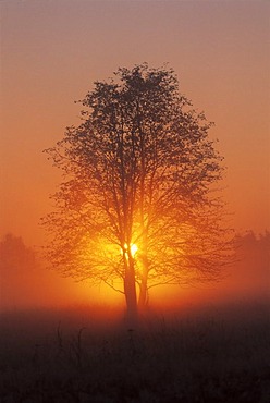 Foggy atmosphere on a late summer morning