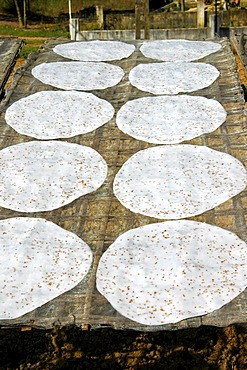 Drying rice paper, Quang Nam Province, Vietnam