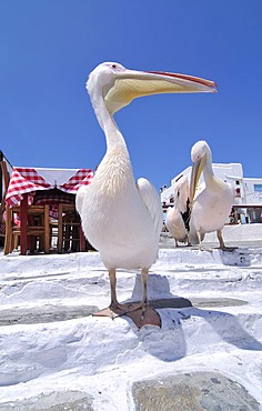 Two Pelicans in Mykonos, Cyclades, Greece, Europe