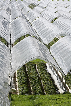 Early strawberries covered with plastic film, Eisack Valley, South Tyrol, Italy