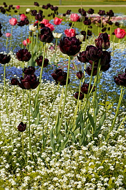 Black tulips with forget-me-nots