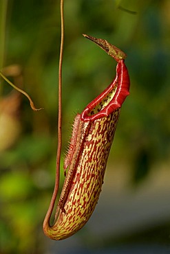 Nepenthes mixta, trap of the plant