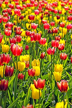 Tulips (Tulipa spp.)