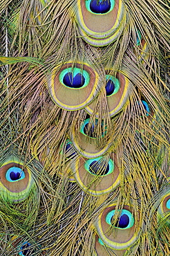 Tail feathers of the Indian, Common or Blue Peafowl (Pavo cristatus)