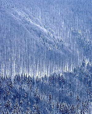 Mountain forest, firs (Picea abies) in winter