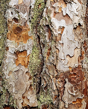 Mountain pine, bark structure