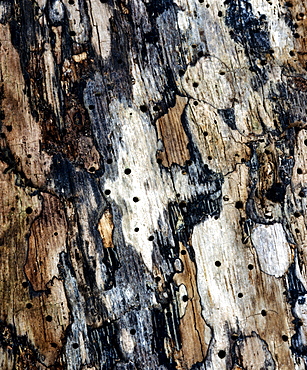 Colourful bark structure