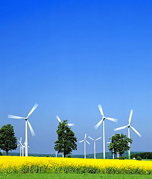 Alternative energy source: wind turbines and a canola field