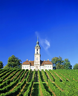 Vineyards surrounding St. Maria Baroque pilgrimage church, Birnau am Bodensee, Baden-Wuerttemberg, Germany, Europe