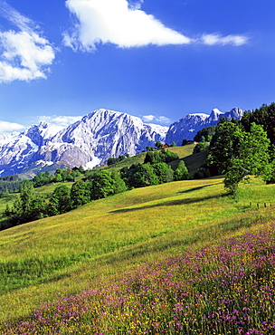 Mt. Bratschenkopf, Mt. Hochkoenig and alpine meadow, Berchtesgadener Alps, Salzburger Land, Austria, Europe