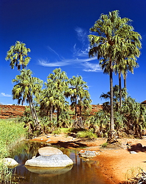 Palm Valley, Alice Springs, Northern Territory, Australia