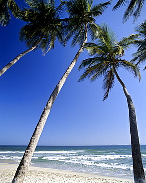 Palms on a beach, Moorea, Society Islands, French Polynesia, South Pacific, Oceania