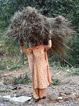 Indo-German-Changar-Eco-Development-Project, Sawjo is taking hay to her animals, Nahalna, Palampur, Himachal Pradesh, India