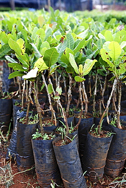 Avocado plants used in an experiment, Western Highlands Agro-forestry Scientific and Technical Institute, WASI, Buon Ma Thuot City, Vietnam, Asia