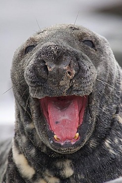 Yawning grey seal