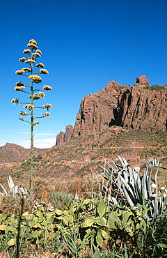 Agave in front of a mountain landscape, Gran Canaria, Canary Islands, Spain