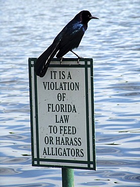 Sign: Prohibition of feeding or harassing alligators, Celebration, Florida, USA