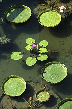 Water lilies, Botanical Gardens in Central, Hongkong Island, Hongkong, China