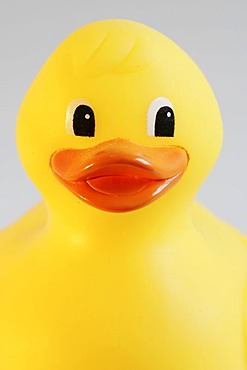 DEU, Germany : Yellow rubber duck .